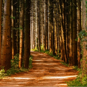 O Arrendamento Forçado